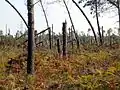 Arbres désouchés et chablis.