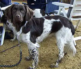 Chien d'arrêt frison marron.