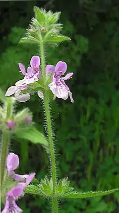 Description de l'image Stachys albicaulis (8635819871).jpg.