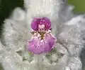 Fleur sessile