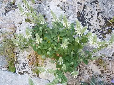 Vue de la plante dans des rochers