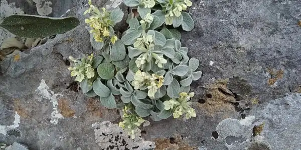 Stachys chrysantha en floraison en mai.