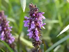 Inflorescence d'Épiaire des marais.