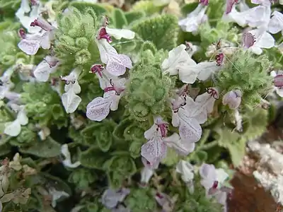 Stachys spreizenhoferi en floraison en mai.