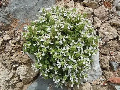 Vue de la plante