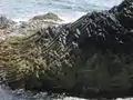 Orgues basaltiques jaillissant de la mer