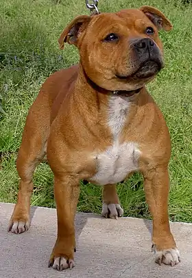 Image illustrative de l’article Staffordshire Bull Terrier