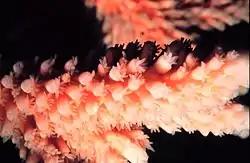Polypes d'Acropora sortant de leurs corallites tubulaires.