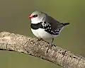 Petit oiseau blanc, noir ponctué de blanc et gris, avec un bec et le tour de l'oeil rouge.