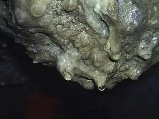 Gouttes d'eau se formant à l'extrémité d'une stalactite (Grotte de Loltun (en), Yucatan).