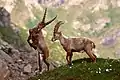 Bouquetins des Alpes dans le parc national du Grand-Paradis. Juin 2018.