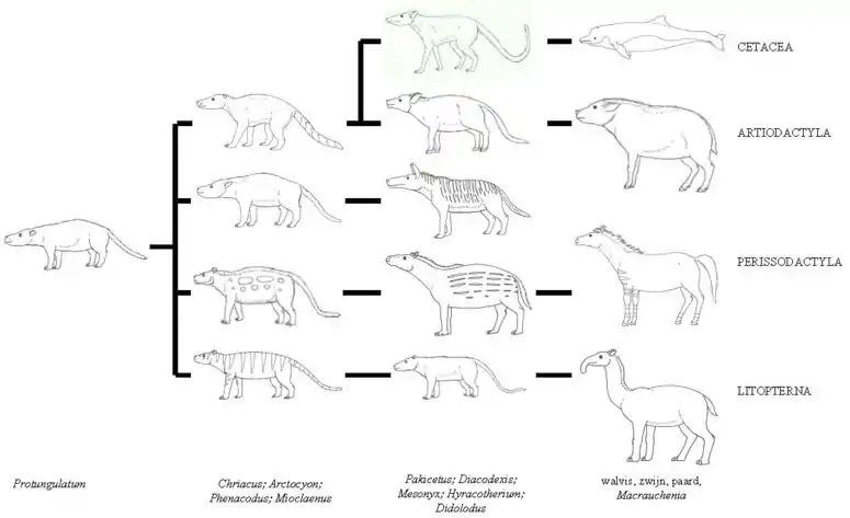 Arbre généalogique des ongulidés