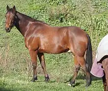 Photo d'un Standardbred américain.