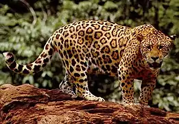 Jaguar.