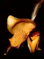 Stanhopea connata