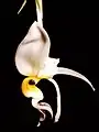 Stanhopea embreei