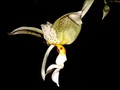 Stanhopea inodora