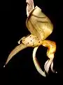 Stanhopea maculosa