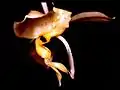 Stanhopea pozoi