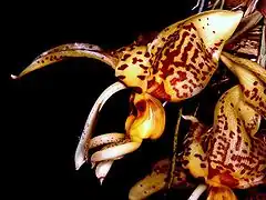 Stanhopeinae: Stanhopea shuttleworthii