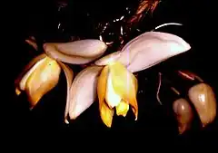 Stanhopea tricornis