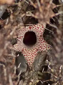 Stapelianthus decaryi