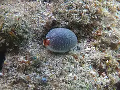 S. staphylaea à La Réunion.