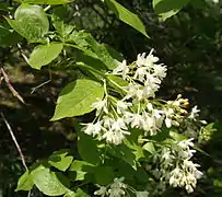 Fleurs de Staphylea colchica