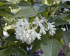 Fleurs de Staphylea × elegans