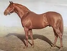Un cheval alezan pose de profil, juste équipé d'un licol.
