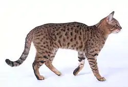 Un California Spangled spotted tabby