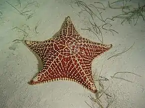 Une étoile de mer (Oreaster reticulatus)