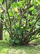 Photographie d'un plant de kava (arbuste à larges feuilles arrondies).