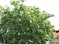 Annona muricata, arbre en fruits