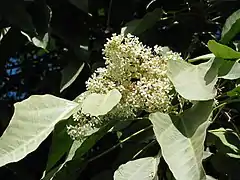 Inflorescence