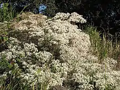 Euphorbia leucocephala