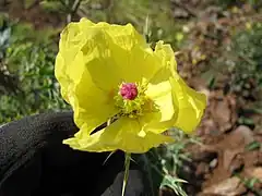 Fleur, stigmates rouges