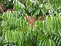 Jeune feuillage rosé de Carapa guianensis