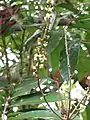 Inflorescence de Carapa guianensis