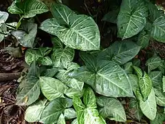 Description de l'image Starr-180421-0790-Syngonium podophyllum-leaves-Honolua Lipoa Point-Maui (43459251981).jpg.