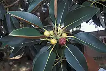 Figuier de la baie de Moreton (Ficus macrophylla), un figuier étrangleur