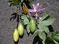 Curuba (Passiflora tripartita var. mollissima).