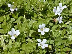 Description de l'image Starr_010818-0007_Bacopa_monnieri.jpg.