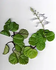 Description de l'image Starr_011026-9002_Plectranthus_verticillatus.jpg.