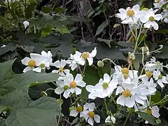 Montanoa hibiscifolia (Asterales, Asteraceae)