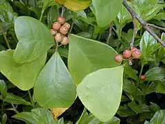 Feuilles deltoïdes de Ficus deltoidea