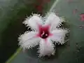 Fleur de C. pubescens