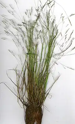 Description de l'image Starr 020508-9002 Agrostis avenacea.jpg.