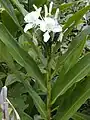 Hedychium coronarium