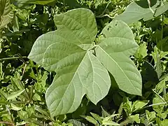 Trois folioles très lobées de var. montana